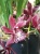  Орхидея Цимбидиум Каскад Бордовый 2-3 цв подвесной