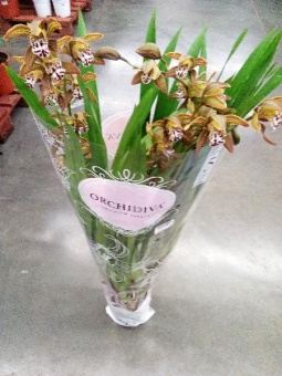 Цимбидиум Тигровый орхидея  3 цв https://corzinaflowers.ru/catalog/komnatnye_rasteniya_i_tsvety/orkhidei_komnatnye/orkhideya_tsimbidium_korol_orkhidey/7147/