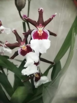 Орхидея Алисеара (Алицеара) Grandeur Fragran 12см