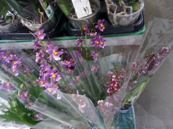 Онцидиум Рейна Катарина орхидея