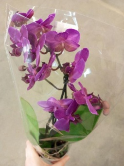 Фаленопсис Бразилиан Фивер орхидея 9