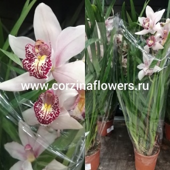Орхидея Цимбидиум розовый 14 https://corzinaflowers.ru/catalog/komnatnye_rasteniya_i_tsvety/1327/