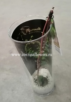 Диоскорея Элефантипес в стекле 10 30 https://corzinaflowers.ru/catalog/komnatnye_rasteniya_i_tsvety/1658/