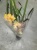 Цимбидиум желтый гибрид орхидея 14см https://corzinaflowers.ru/catalog/komnatnye_rasteniya_i_tsvety/orkhidei_komnatnye/orkhideya_tsimbidium_korol_orkhidey/8030/