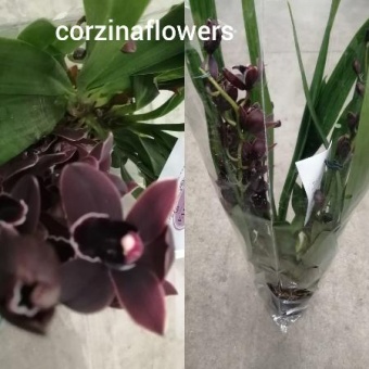 Цимбидиум Дарк найт 14 https://corzinaflowers.ru/catalog/komnatnye_rasteniya_i_tsvety/orkhidei_komnatnye/orkhideya_tsimbidium_korol_orkhidey/3548/