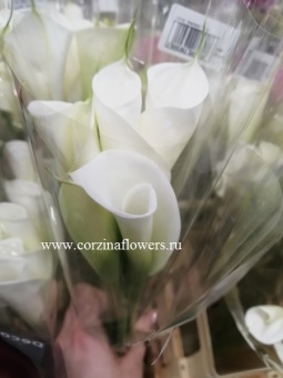 Букет длинных белых Калл Аваланч 70 см  https://corzinaflowers.ru/catalog/bukety_iz_tsvetov_fruktov_ovoshchey_i_dr/srezannye_tsvety/2122/