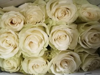Роза Мондиаль срезка 9 шт 60 см https://corzinaflowers.ru/catalog/bukety_iz_tsvetov_fruktov_ovoshchey_i_dr/srezannye_tsvety/roza_srezka/6739/
