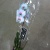 Орхидея Фаленопсис Роял Баблгам (крашенный) 1 цветонос https://corzinaflowers.ru/catalog/komnatnye_rasteniya_i_tsvety/orkhidei_komnatnye/orkhideya_falenopsis/11024/
