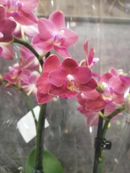 Орхидея фаленопсис диффузион Курт Ред 12 см
