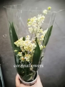Онцидиум белый winkle  9 см https://corzinaflowers.ru/catalog/komnatnye_rasteniya_i_tsvety/orkhidei_komnatnye/orkhideya_ontsidium_ili_tantsuyushchaya_kukolka/1320/