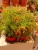 Гранат растение в горшке https://corzinaflowers.ru/catalog/komnatnye_rasteniya_i_tsvety/tsitrusovye_komnatnye_rasteniya/granat_punika_rastenie/4692/