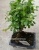 Бонсай Сагереция 15см https://corzinaflowers.ru/catalog/komnatnye_rasteniya_i_tsvety/bonsay/bonsay_sageretiya/351/
