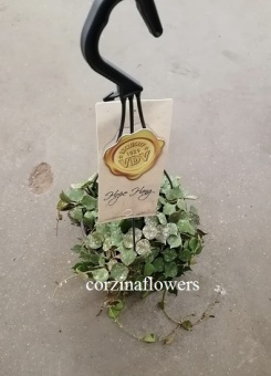 Хойя Куртиса (Hoya curtisii) подвесная 15 https://corzinaflowers.ru/catalog/komnatnye_rasteniya_i_tsvety/3698/