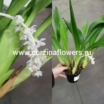 Орхидея Эрия белая 12 https://corzinaflowers.ru/catalog/komnatnye_rasteniya_i_tsvety/1314/