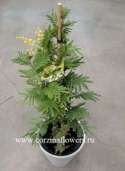 Мимоза 100-120 см в кашпо 21 https://corzinaflowers.ru/catalog/komnatnye_rasteniya_i_tsvety/kompozitsii_iz_komnatnykh_tsvetov/mimoza_podarochnaya_/2587/
