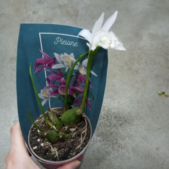  Плейоне белая орхидея для сада 12