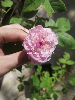 Роза плетистая розовая саженец