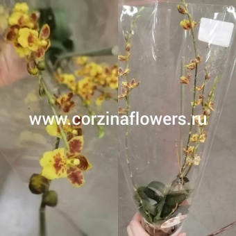 Ховеара Сансет 2 ст https://corzinaflowers.ru/catalog/komnatnye_rasteniya_i_tsvety/orkhidei_komnatnye/orkhideya_khoveara_dyuymovochka/1113/