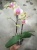 Фаленопсис Ароматный Белле Хеленеа орхидея О515 купить в Москве