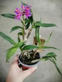 Орхидея Дендробиум Хибики