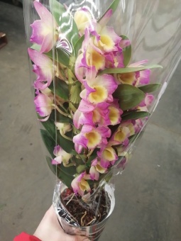 Дендробиум желто-розовый орхидея 2 цв