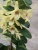 Дендробиум Стардаст желтый орхидея https://corzinaflowers.ru/catalog/komnatnye_rasteniya_i_tsvety/orkhidei_komnatnye/dendrobium_v_gorshke/4088/