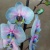 Орхидея Фаленопсис Роял Баблгам (крашенный) цветение https://corzinaflowers.ru/catalog/komnatnye_rasteniya_i_tsvety/orkhidei_komnatnye/orkhideya_falenopsis/11024/