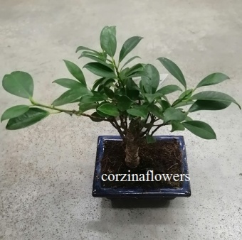 Бонсай Фикус https://corzinaflowers.ru/catalog/komnatnye_rasteniya_i_tsvety/bonsay/bonsay_fikus_/4648/