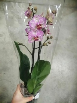 Фаленопсис Пинк Баланс орхидея 12 см
