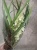 Орхидея Цимбидиум зелено-розовый  https://corzinaflowers.ru/catalog/komnatnye_rasteniya_i_tsvety/orkhidei_komnatnye/orkhideya_tsimbidium_korol_orkhidey/5956/