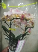 Орхидея Фаленопсис розовый ароматный О518 купить в Москве