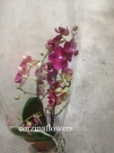 Фаленопсис Хэппи Стар орхидея О403 от интернет магазина Корзина Цветов