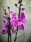 Фаленопсис гибрид орхидея О488 купить в Москве