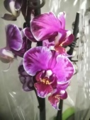 Фаленопсис Скарифай орхидея О837 купить в Москве