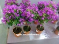 Бугенвиллия растение от интернет магазина Корзина Цветов