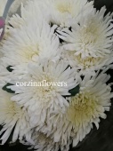 Хризантема белая одноголовая Анастасия срезка SR514