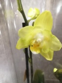 Фаленопсис бабочка Ла Плаз орхидея О484 купить в Москве