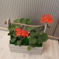 Композиции из растений в подарок на День Бабушек и дедушек купить в Москве