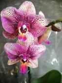 Орхидея фаленопсис гибрид О524 купить в Москве