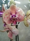 Орхидея Фаленопсис Wild Peach (Дикий Персик, Вайлд Пич) орхидея О277 от интернет магазина Корзина Цветов