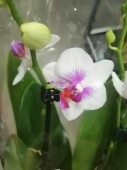Фаленопсис гибрид орхидея О548 купить в Москве