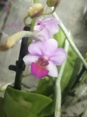 Фаленопсис гибрид орхидея О505 купить в Москве