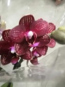 Фаленопсис гибрид орхидея О606 купить в Москве