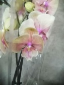 Фаленопсис Стар Шайнинг Биг Лип орхидея О531 купить в Москве