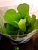 Пистия (водяный салат, водная капуста)