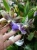 Орхидея Зигопеталум Импасто ароматный  12см