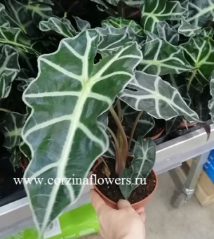Алоказия Полли https://corzinaflowers.ru/catalog/komnatnye_rasteniya_i_tsvety/297/