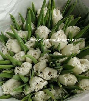 50 белых Тюльпан Фрилли ханимун 