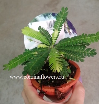 Биофитум чувствительный KR130 https://corzinaflowers.ru/catalog/komnatnye_rasteniya_i_tsvety/499/
