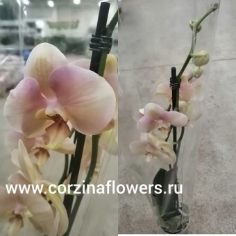 Орхидея фаленопсис персиково-желтая Карина О12 от интернет магазина Корзина Цветов